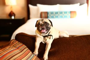 Dog-Friendly Motels in Orlando